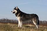 ALASKAN MALAMUTE 806